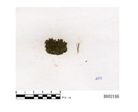 藏品(截頭葉蘚)的圖片